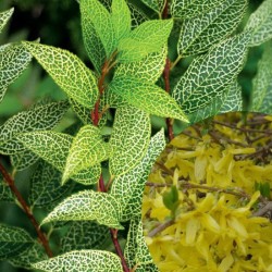 Forsitija korėjinė „Kumsum“