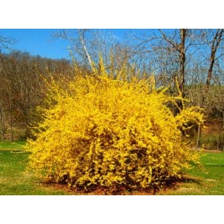 Forsitija korėjinė „Kumsum“