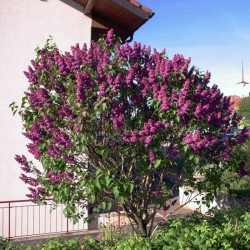 Paprastosios Alyvos „Znamya Lenina“