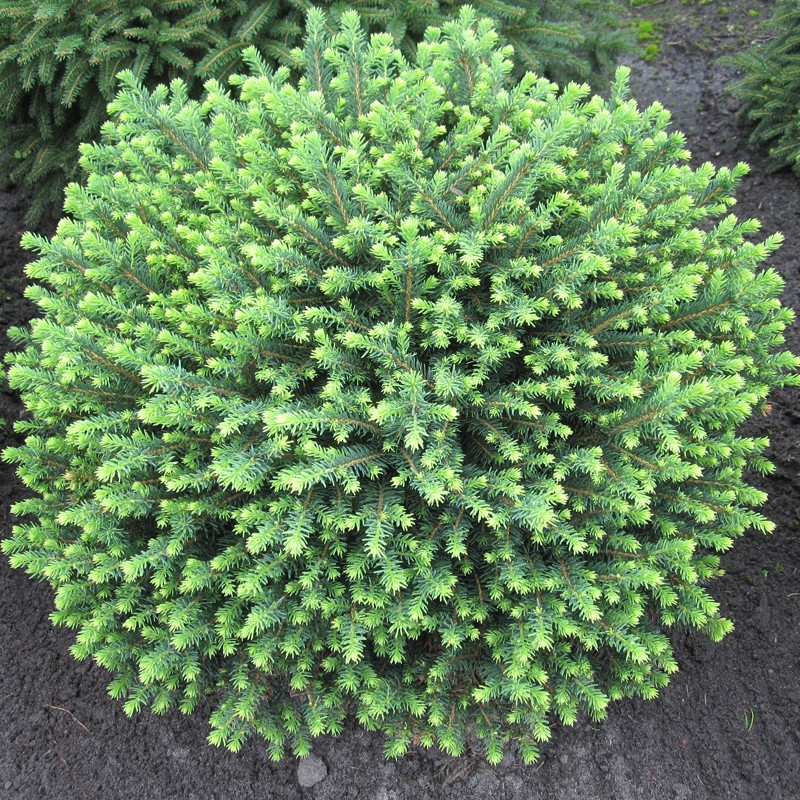 Eglė serbinė „Karel“