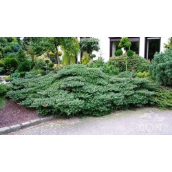 Kėnis korėjinis „Green Carpet“