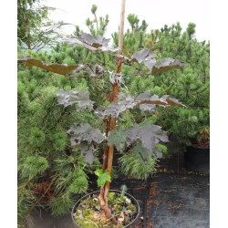 Klevas paprastasis „Crimson King“