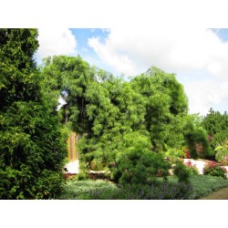 Pušis veimutinė „Pendula“