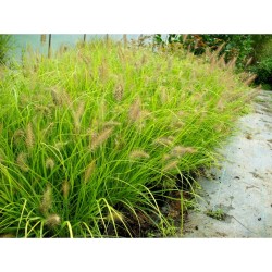 Soruolė pašiaušėlinė „Hameln Gold“