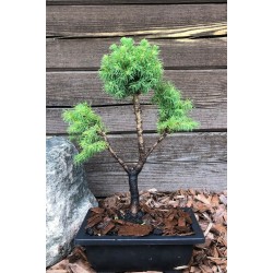 Eglė baltoji „Alberta Globe“ formuota