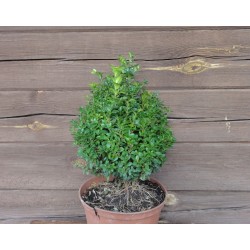 Buksmedis paprastasis