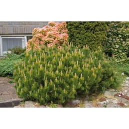 Pušis kalninė  var. mughus