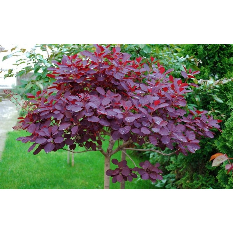 Pūkenis europinis „Royal Purple“