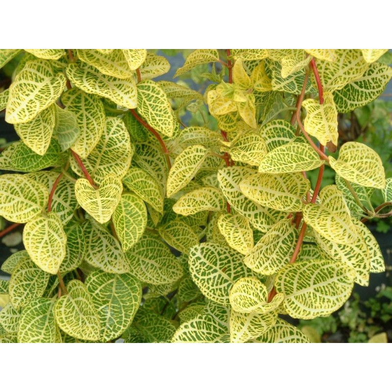 Sausmedis japoninis „Aureoreticulata“