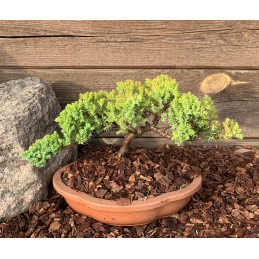 Kadagys gulsčiasis (plėtrusis) „Nana“ bonsai