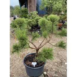 Pušis kalninė formuota