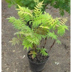 Lanksvūnė šermukšnialapė „Sem“