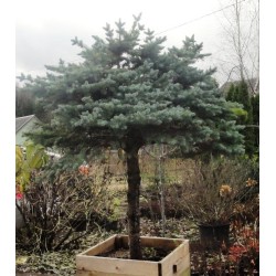 Eglė dygioji „Glauca“ topiary