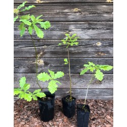 Ąžuolas paprastasis